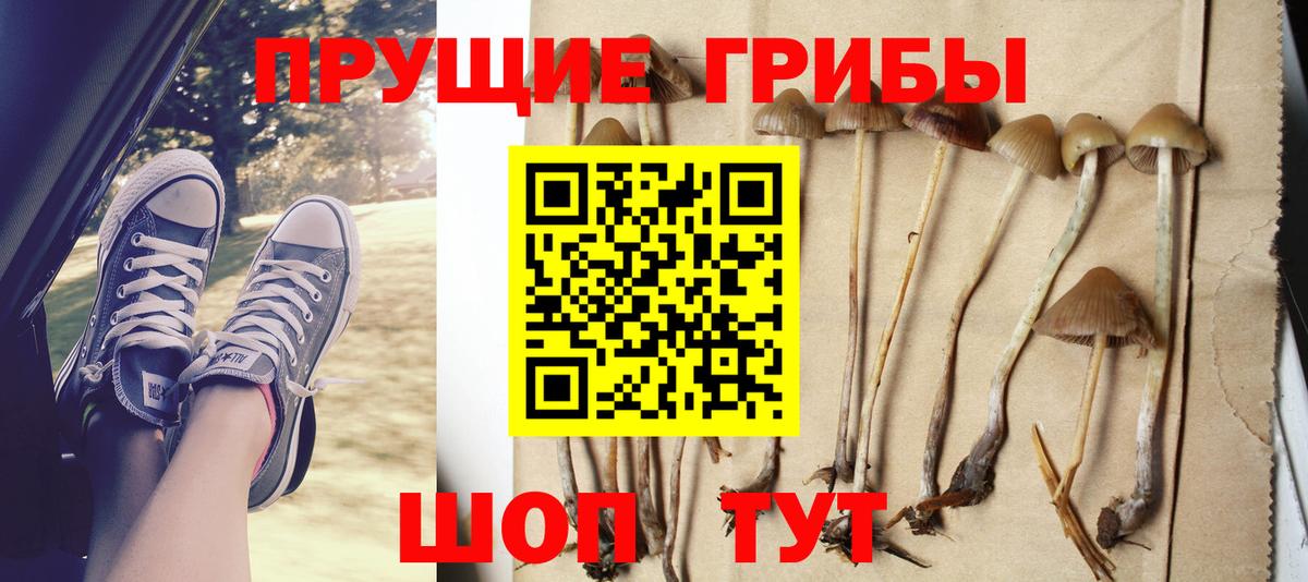 Галлюциногенные грибы Psilocybe Алапаевск